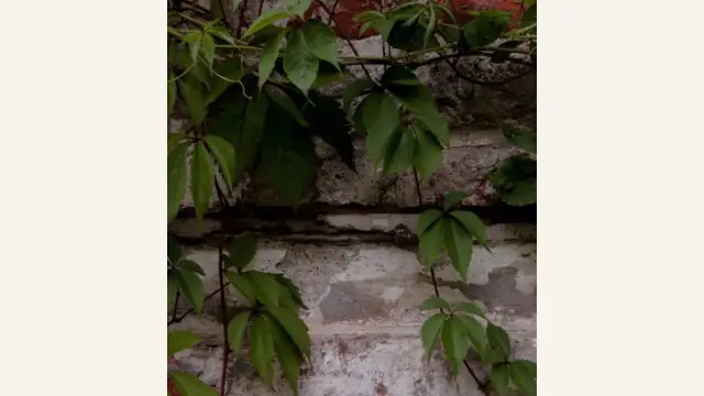 Growing Vines on Your Balcony: Good Feng Shui or a Big No-No?