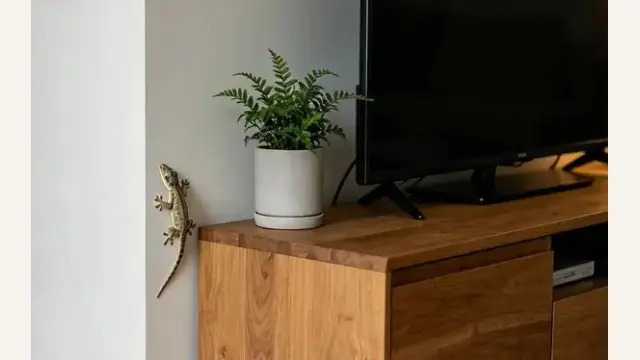 Is Finding a Gecko in Your Home a Sign of Good Luck?