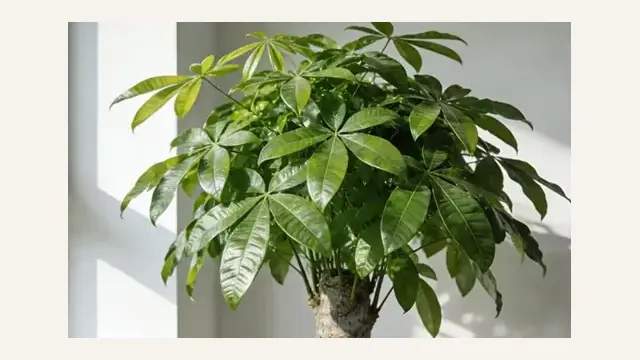 Where should you place your Money Tree to attract maximum wealth?